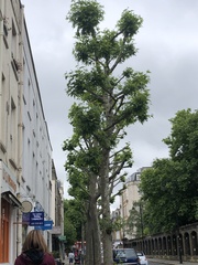 Platanus × hispanica