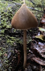 Entoloma latericolor