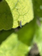 Colladonus geminatus