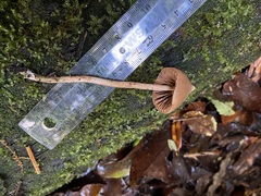 Entoloma latericolor