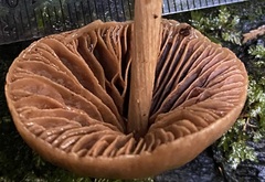 Entoloma latericolor