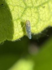 Colladonus geminatus