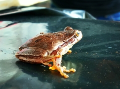 Hyla euphorbiacea