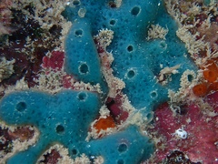 Haliclona caerulea