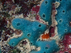 Haliclona caerulea