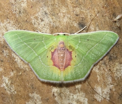 Nemoria astraea