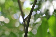 Cyornis umbratilis