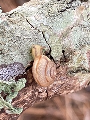 Bradybaena similaris image