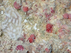 Homotrema rubrum