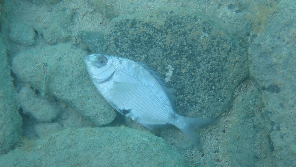 Bermuda-zeebrasem (Diplodus bermudensis) — Sparidae