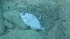 Diplodus bermudensis
