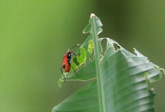 Dindymus rubricus