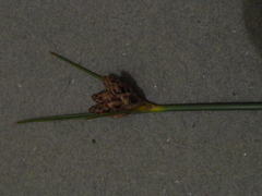 Hellmuthia membranacea