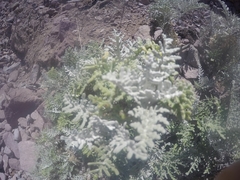 Constancea nevinii