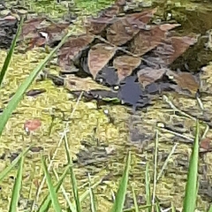 Erythemis simplicicollis