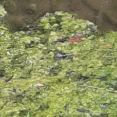 Erythemis simplicicollis