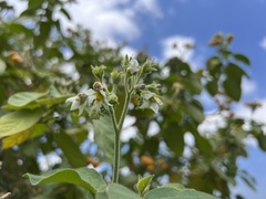 Solanum abutiloides