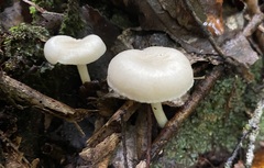 Entoloma peralbidum
