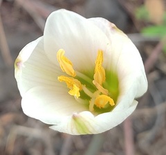 Zephyranthes alba