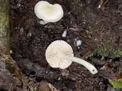 Entoloma peralbidum