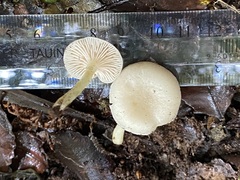 Entoloma peralbidum