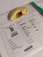 Butyriboletus taughannockensis