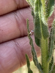 Tupiocoris californicus