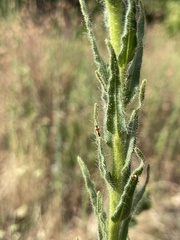 Tupiocoris californicus