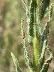 Tupiocoris californicus