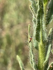 Tupiocoris californicus