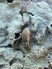 Aphrastus taeniatus