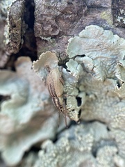 Aphrastus taeniatus