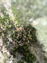 Ptychomitrium incurvum
