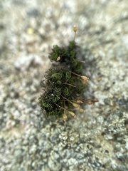 Ptychomitrium incurvum