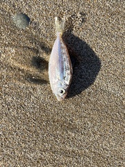 Leiognathidae