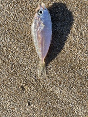 Leiognathidae