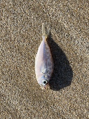 Leiognathidae