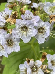 Phacelia bolanderi
