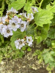 Phacelia bolanderi