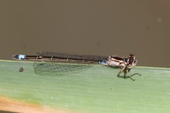 Ischnura damula