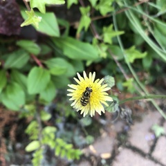 Asteraceae