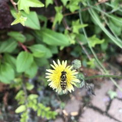 Asteraceae