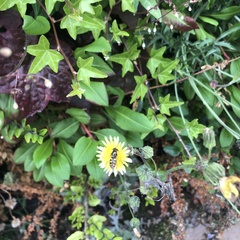 Asteraceae