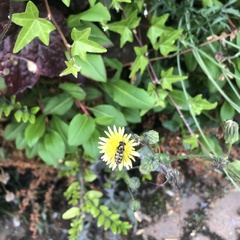 Asteraceae