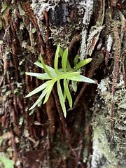 Phlegmariurus varius