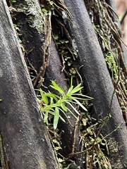 Phlegmariurus varius