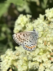 Euphilotes ancilla