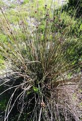 Hellmuthia membranacea