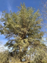 Sapium haematospermum