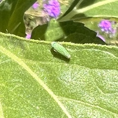 Graphocephala cythura